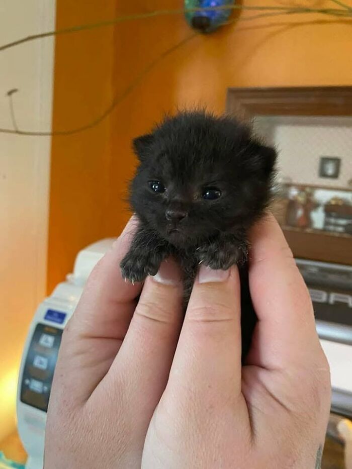 46 Cat Pics That Are So Weird, You’ll Laugh Every Time
