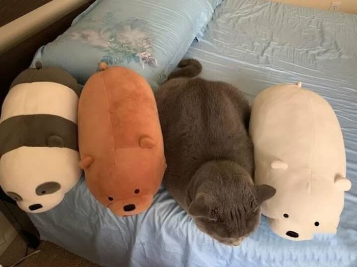 46 Cat Pics That Are So Weird, You’ll Laugh Every Time