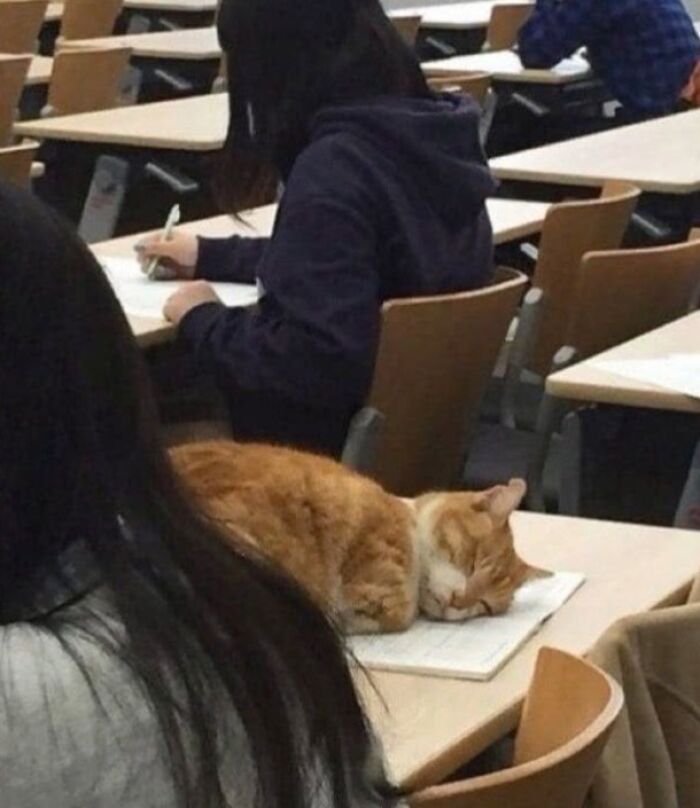 46 Cat Pics That Are So Weird, You’ll Laugh Every Time