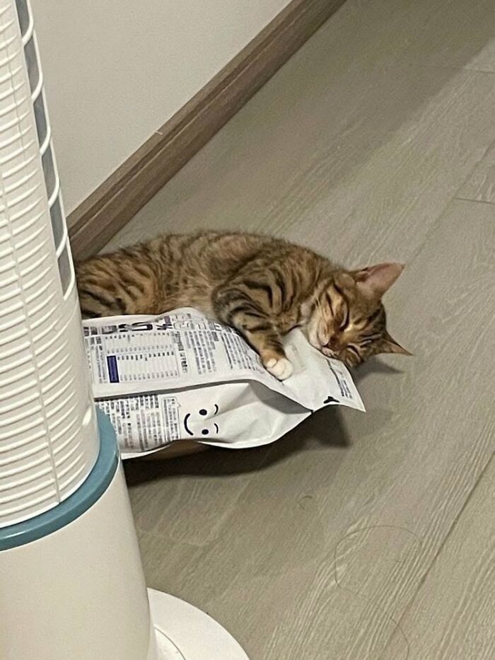 46 Cat Pics That Are So Weird, You’ll Laugh Every Time