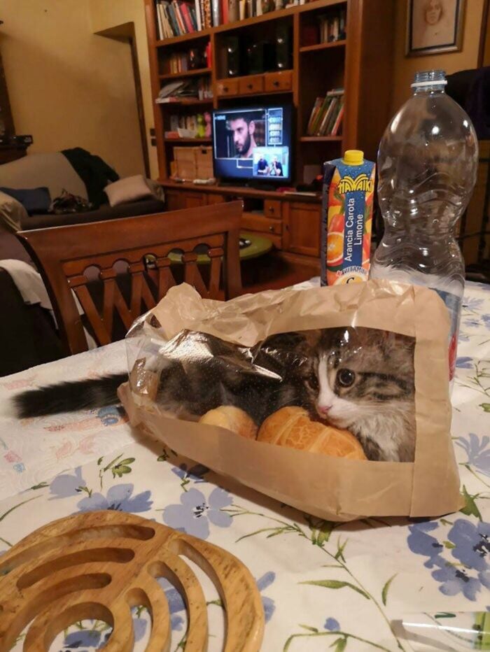 46 Cat Pics That Are So Weird, You’ll Laugh Every Time