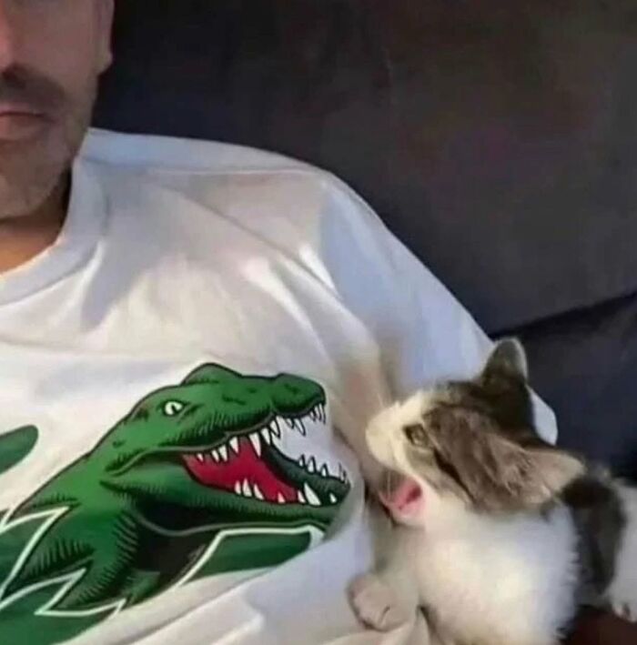 46 Cat Pics That Are So Weird, You’ll Laugh Every Time