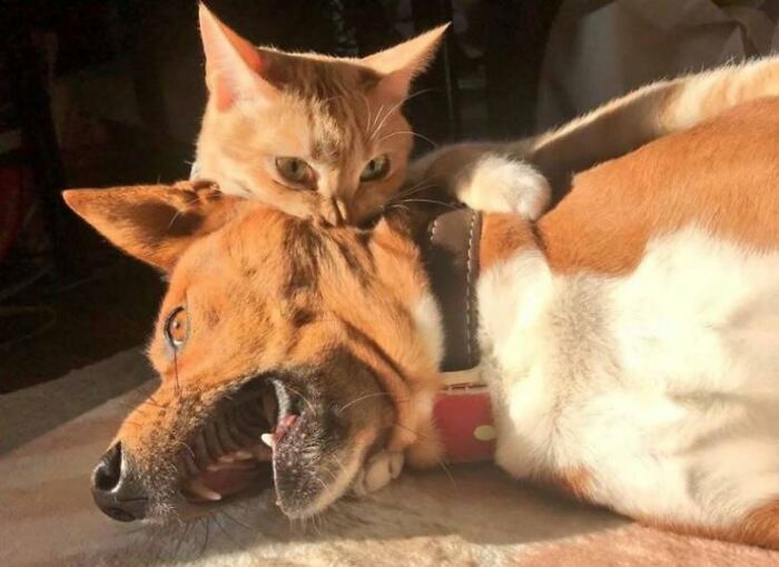 46 Cat Pics That Are So Weird, You’ll Laugh Every Time