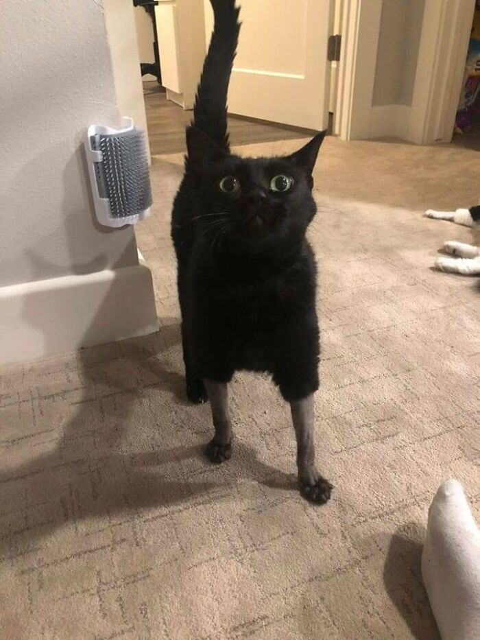 46 Cat Pics That Are So Weird, You’ll Laugh Every Time