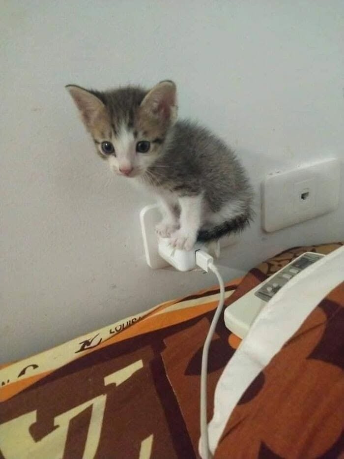 46 Cat Pics That Are So Weird, You’ll Laugh Every Time