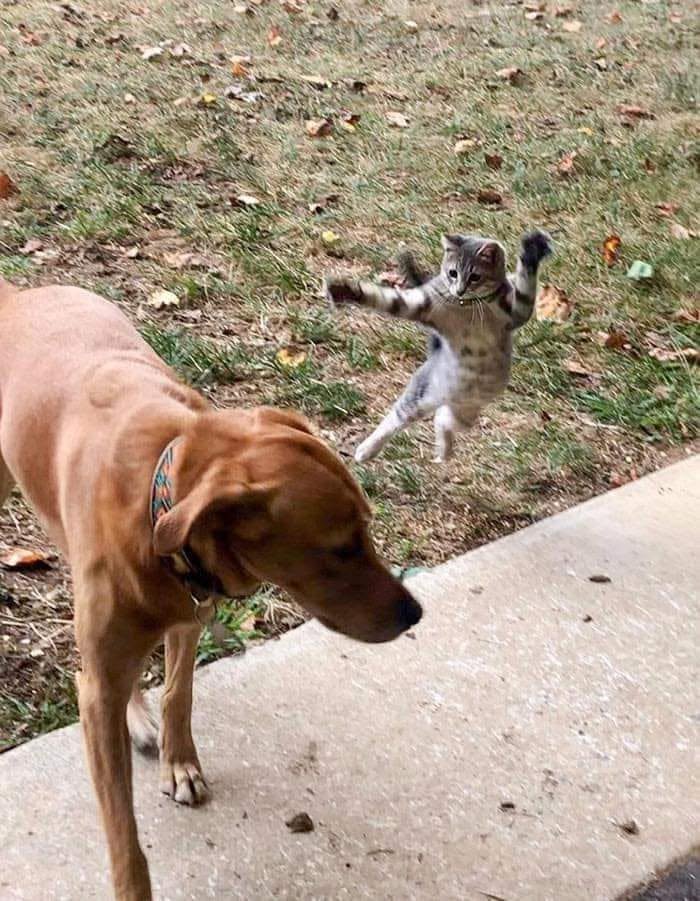 46 Cat Pics That Are So Weird, You’ll Laugh Every Time