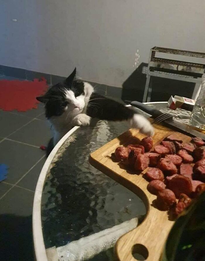 46 Cat Pics That Are So Weird, You’ll Laugh Every Time