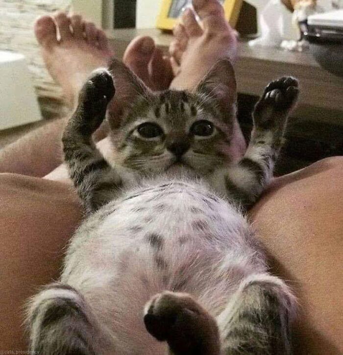 46 Cat Pics That Are So Weird, You’ll Laugh Every Time