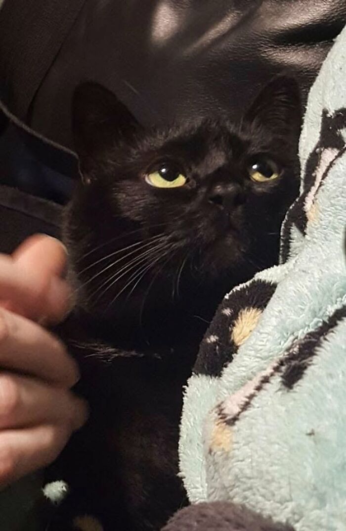 46 Cat Pics That Are So Weird, You’ll Laugh Every Time