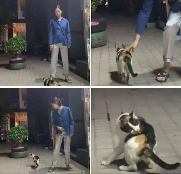 46 Cat Pics That Are So Weird, You’ll Laugh Every Time