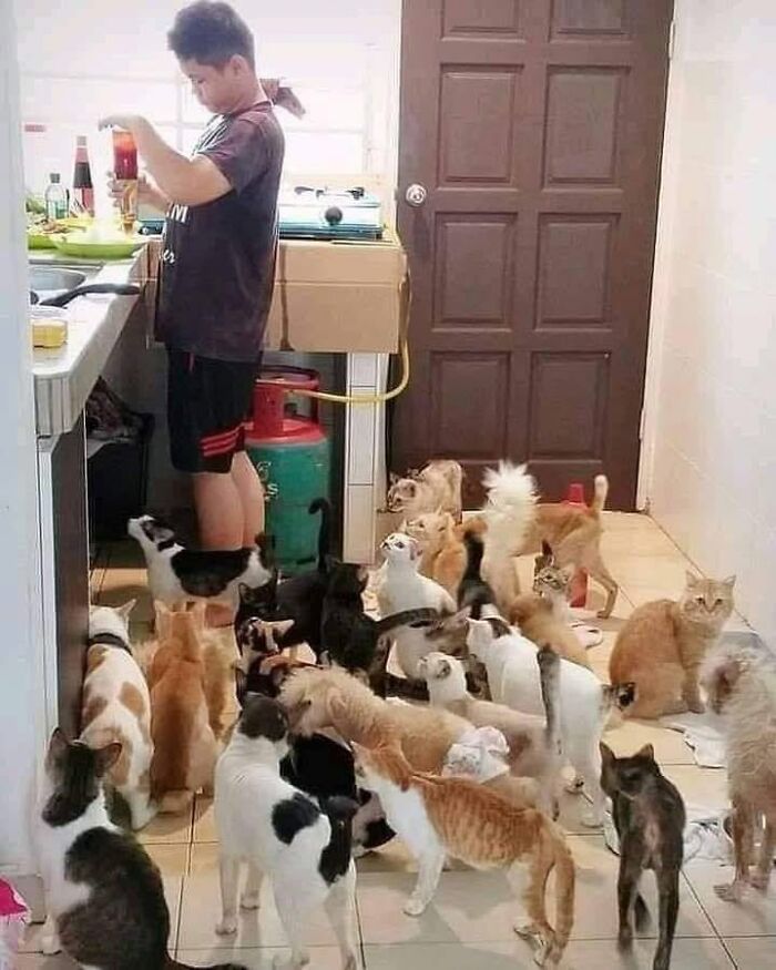 46 Cat Pics That Are So Weird, You’ll Laugh Every Time