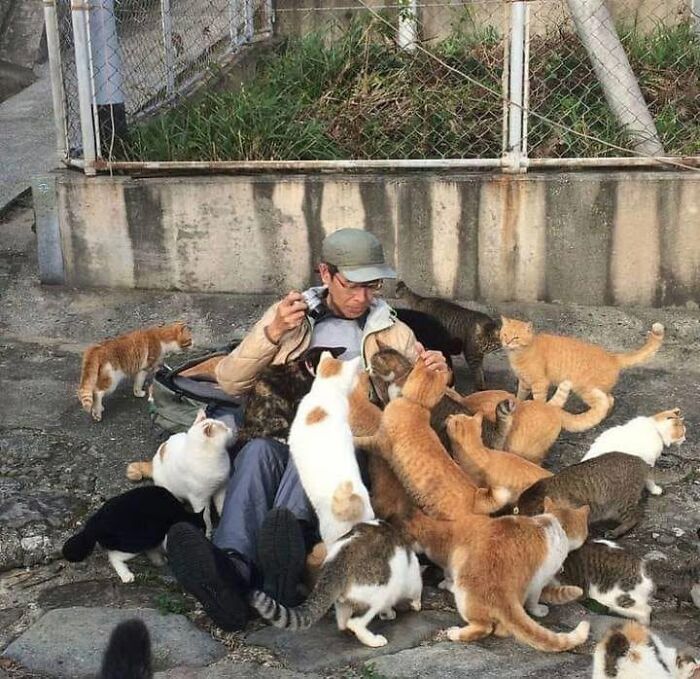 46 Cat Pics That Are So Weird, You’ll Laugh Every Time