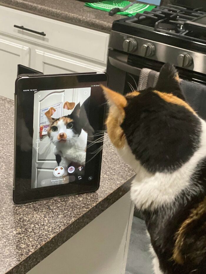 46 Cat Pics That Are So Weird, You’ll Laugh Every Time