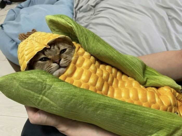 46 Cat Pics That Are So Weird, You’ll Laugh Every Time