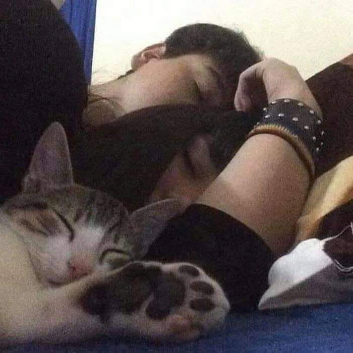 46 Cat Pics That Are So Weird, You’ll Laugh Every Time