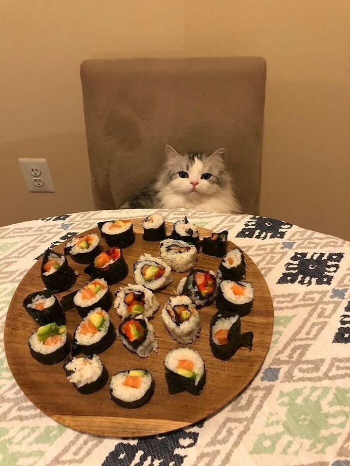 46 Cat Pics That Are So Weird, You’ll Laugh Every Time