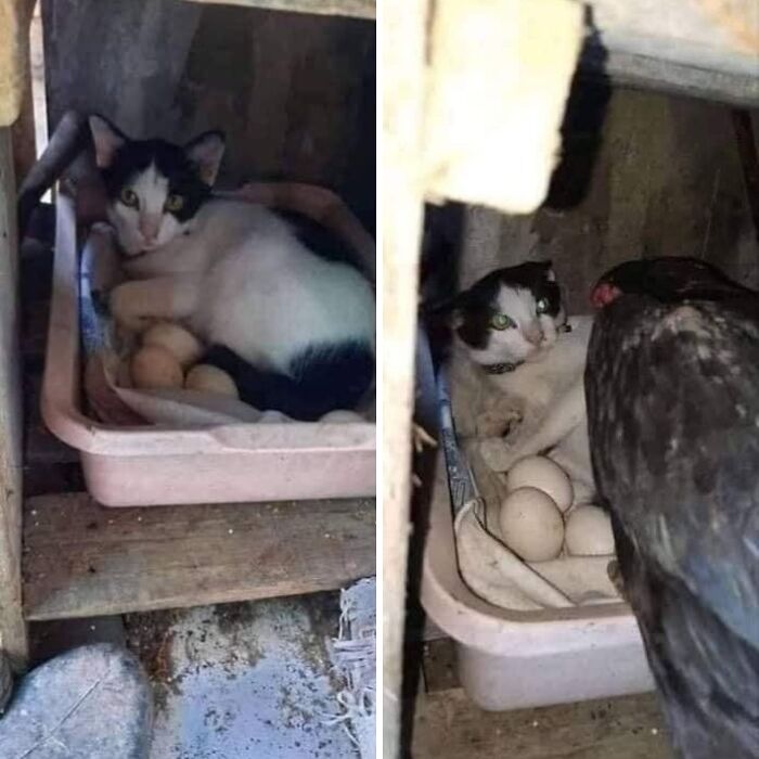 46 Cat Pics That Are So Weird, You’ll Laugh Every Time