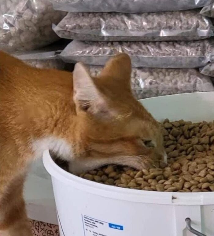 46 Cat Pics That Are So Weird, You’ll Laugh Every Time