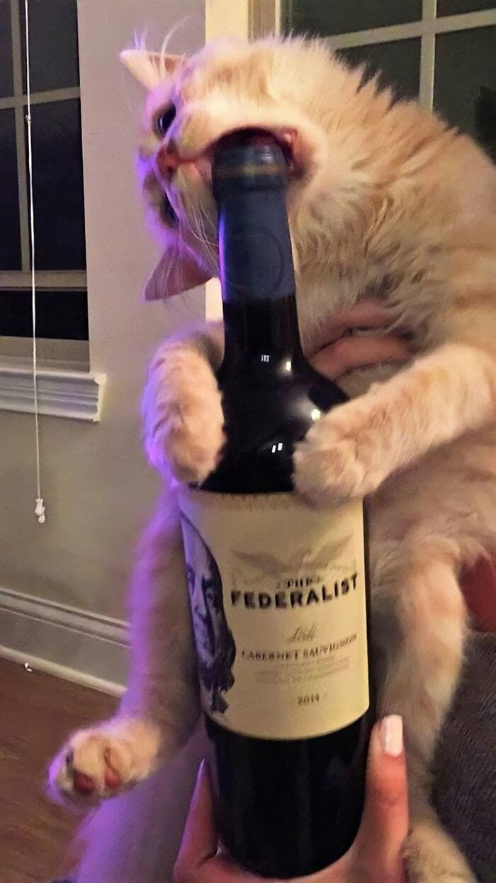 46 Cat Pics That Are So Weird, You’ll Laugh Every Time