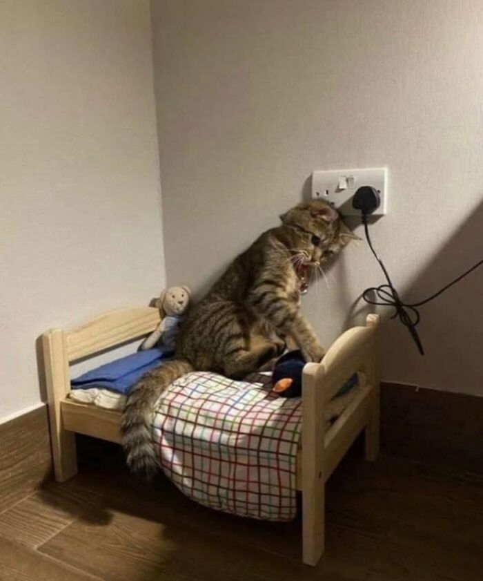 46 Cat Pics That Are So Weird, You’ll Laugh Every Time