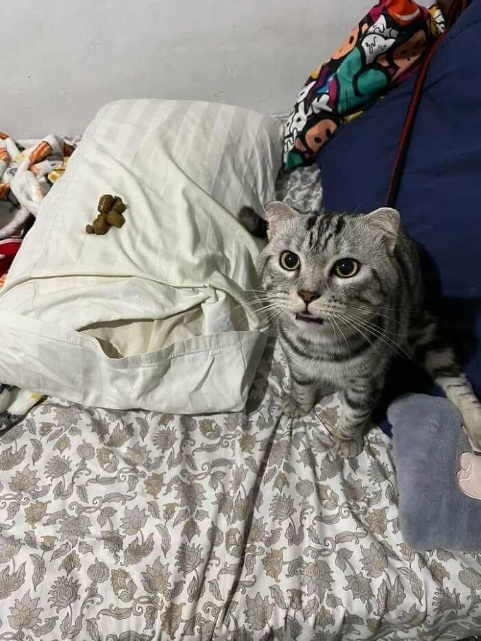 46 Cat Pics That Are So Weird, You’ll Laugh Every Time