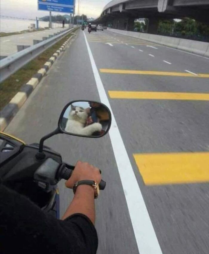 46 Cat Pics That Are So Weird, You’ll Laugh Every Time