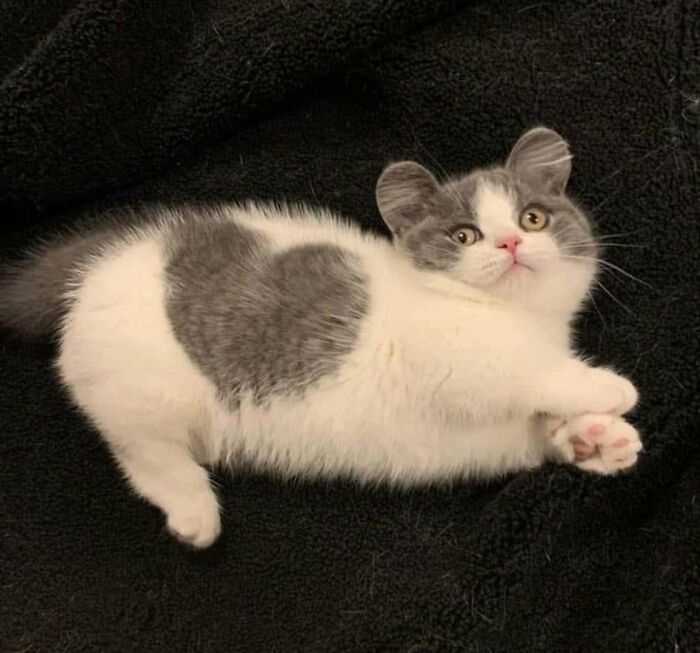 46 Cat Pics That Are So Weird, You’ll Laugh Every Time