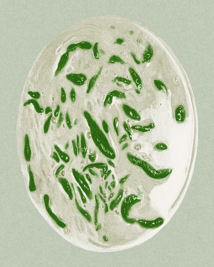 Wait Till You See These Food Paintings That Look Way Too Real!