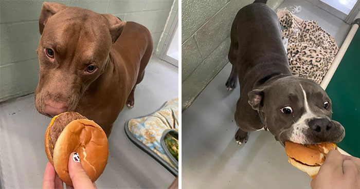 Wait Till You See Shelter Dogs Going Crazy Over Burgers—44 Pics That Melted Our Hearts