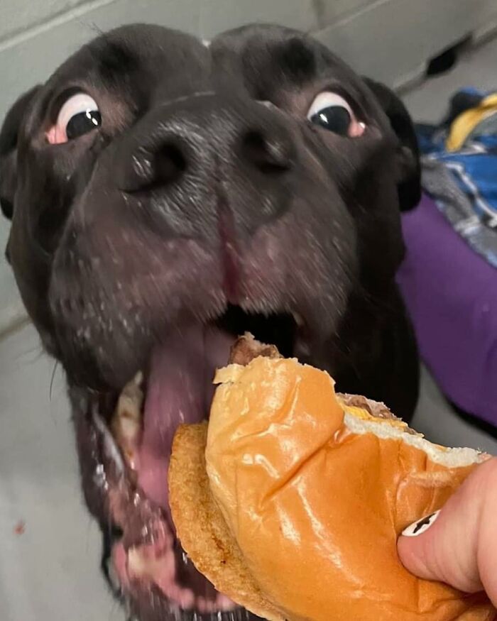 Wait Till You See Shelter Dogs Going Crazy Over Burgers—44 Pics That Melted Our Hearts