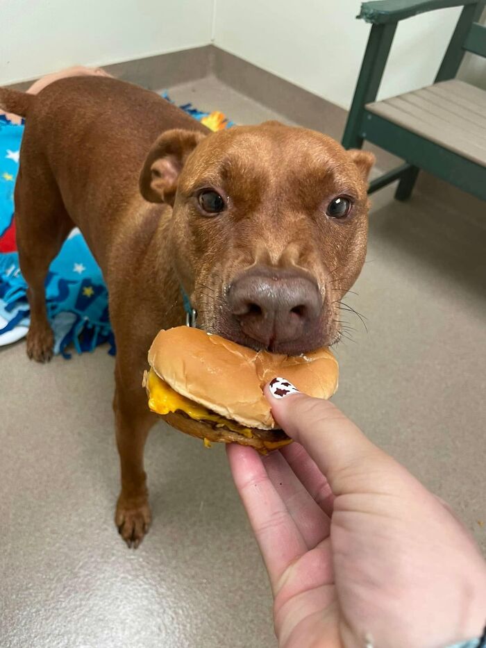 Wait Till You See Shelter Dogs Going Crazy Over Burgers—44 Pics That Melted Our Hearts