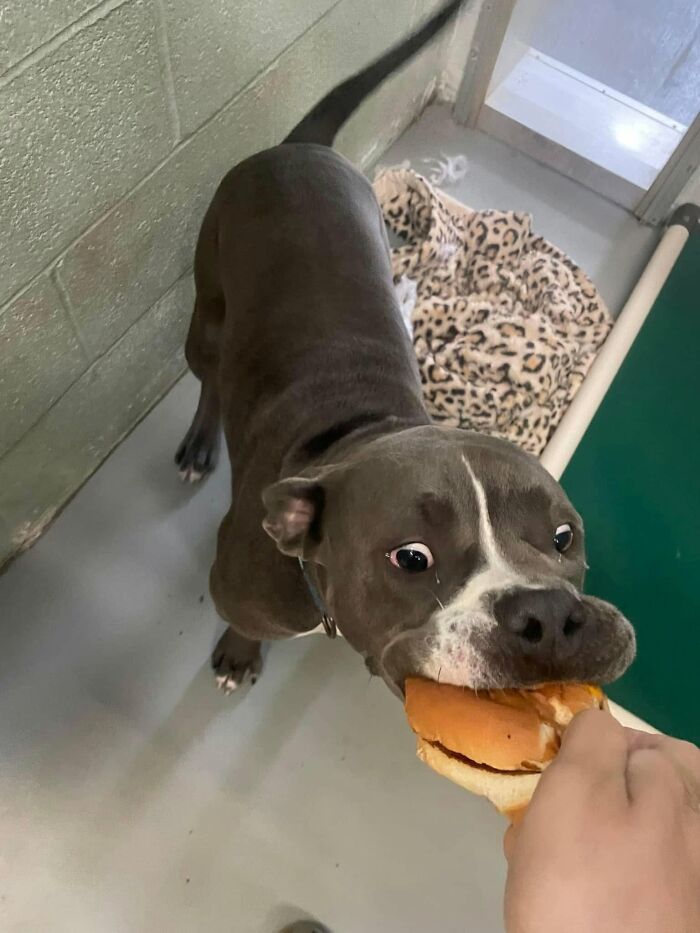 Wait Till You See Shelter Dogs Going Crazy Over Burgers—44 Pics That Melted Our Hearts