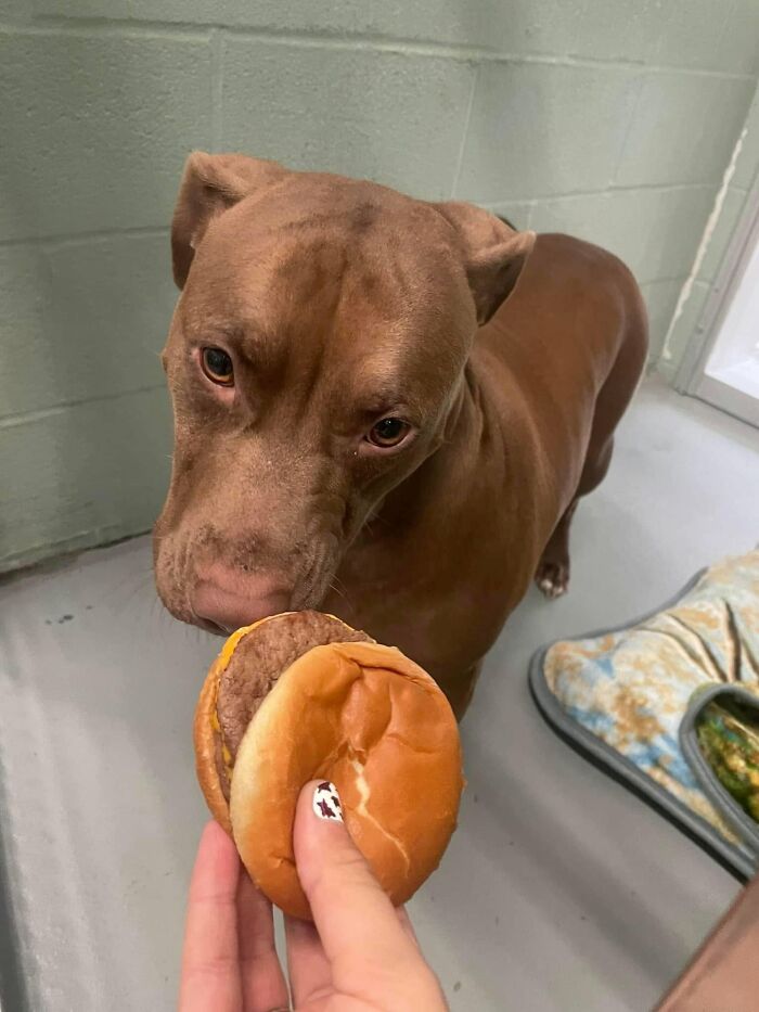Wait Till You See Shelter Dogs Going Crazy Over Burgers—44 Pics That Melted Our Hearts