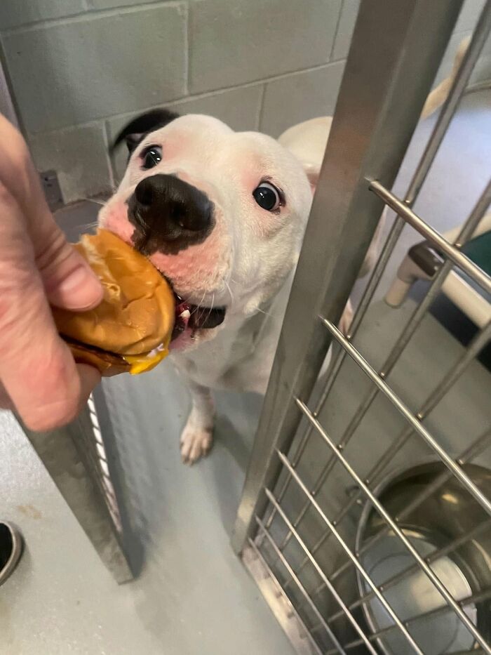 Wait Till You See Shelter Dogs Going Crazy Over Burgers—44 Pics That Melted Our Hearts
