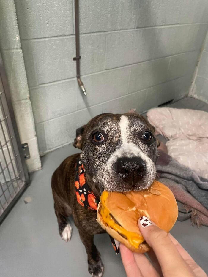 Wait Till You See Shelter Dogs Going Crazy Over Burgers—44 Pics That Melted Our Hearts