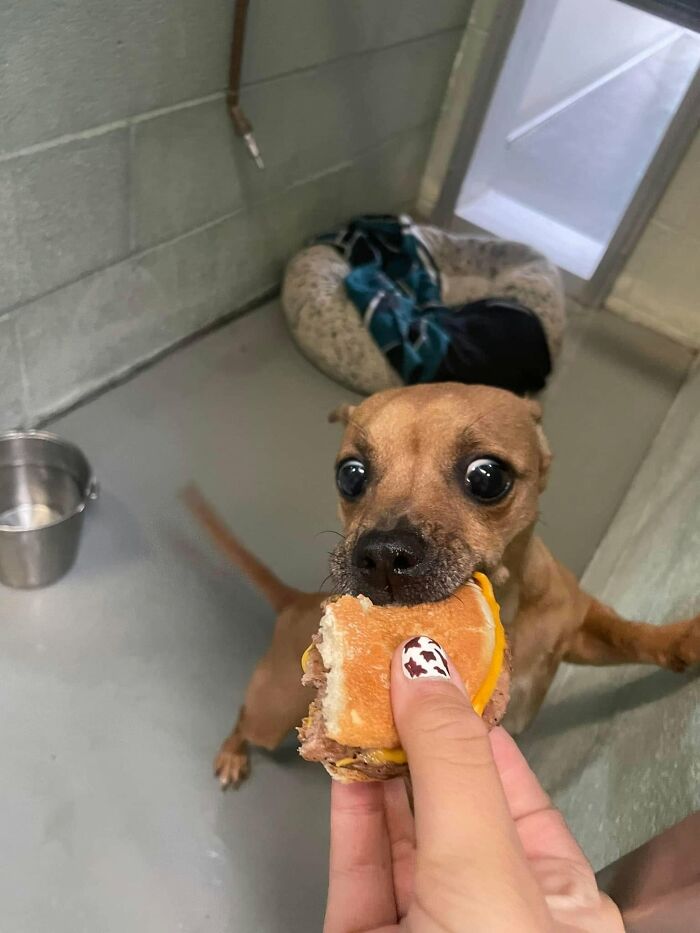 Wait Till You See Shelter Dogs Going Crazy Over Burgers—44 Pics That Melted Our Hearts