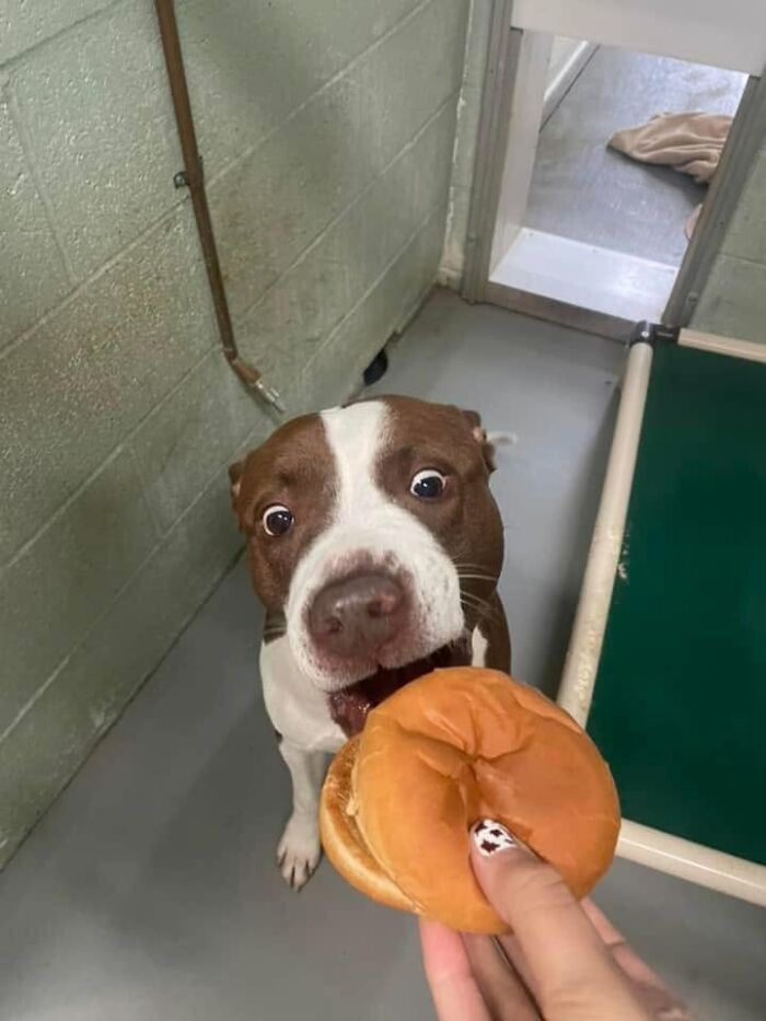 Wait Till You See Shelter Dogs Going Crazy Over Burgers—44 Pics That Melted Our Hearts