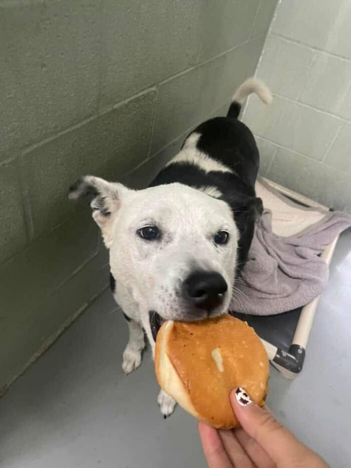 Wait Till You See Shelter Dogs Going Crazy Over Burgers—44 Pics That Melted Our Hearts
