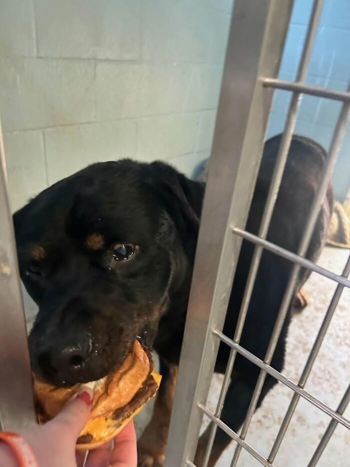 Wait Till You See Shelter Dogs Going Crazy Over Burgers—44 Pics That Melted Our Hearts