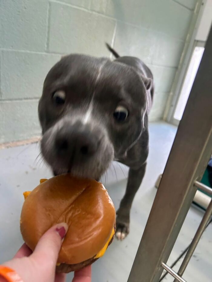 Wait Till You See Shelter Dogs Going Crazy Over Burgers—44 Pics That Melted Our Hearts