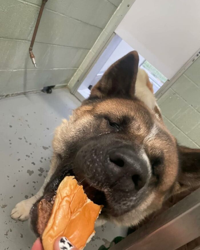 Wait Till You See Shelter Dogs Going Crazy Over Burgers—44 Pics That Melted Our Hearts