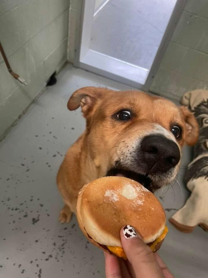 Wait Till You See Shelter Dogs Going Crazy Over Burgers—44 Pics That Melted Our Hearts