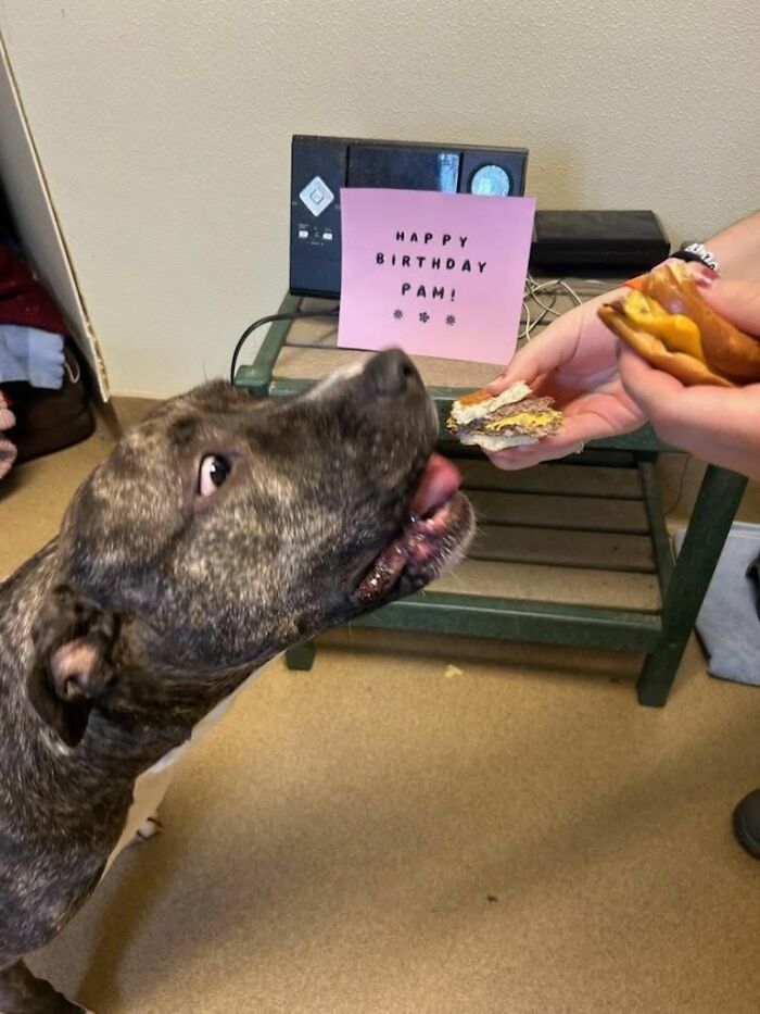 Wait Till You See Shelter Dogs Going Crazy Over Burgers—44 Pics That Melted Our Hearts