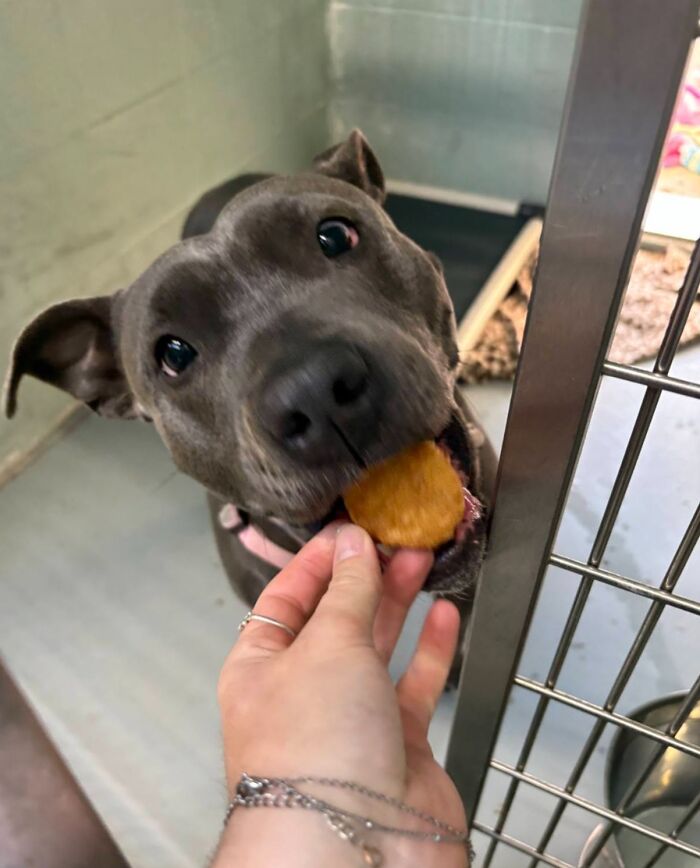 Wait Till You See Shelter Dogs Going Crazy Over Burgers—44 Pics That Melted Our Hearts