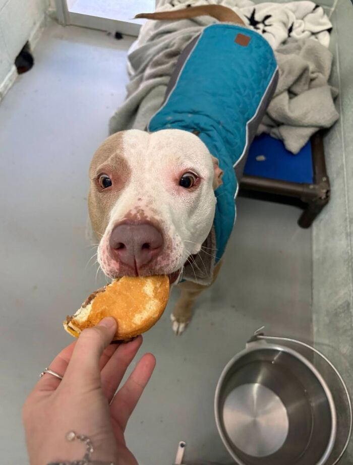Wait Till You See Shelter Dogs Going Crazy Over Burgers—44 Pics That Melted Our Hearts