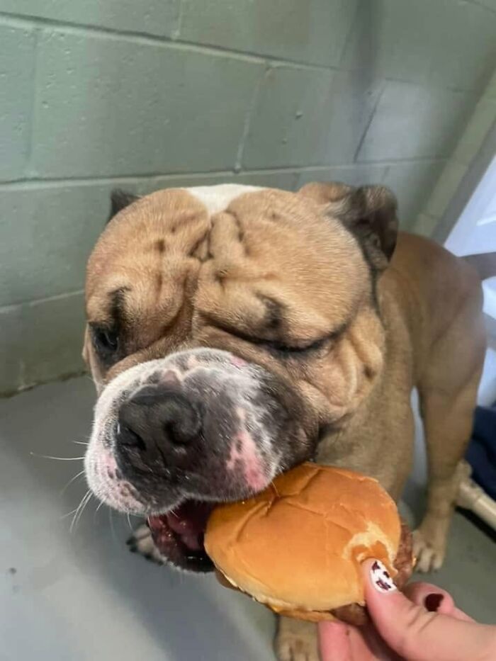 Wait Till You See Shelter Dogs Going Crazy Over Burgers—44 Pics That Melted Our Hearts