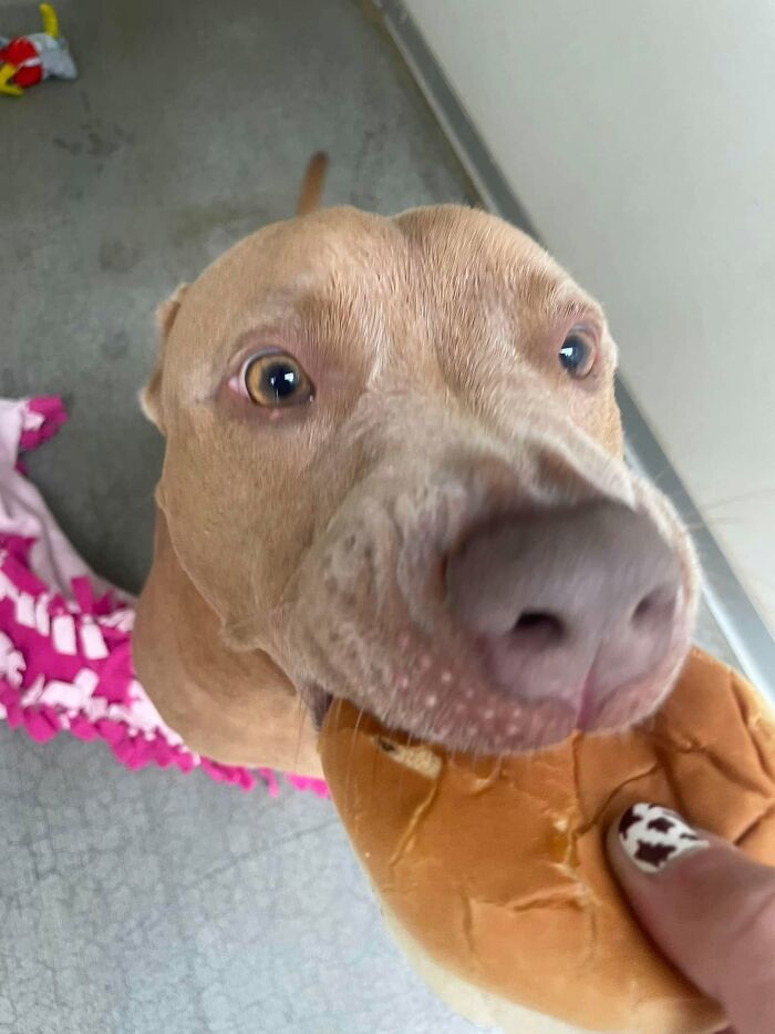 Wait Till You See Shelter Dogs Going Crazy Over Burgers—44 Pics That Melted Our Hearts