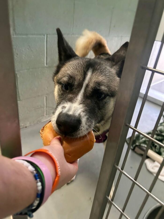Wait Till You See Shelter Dogs Going Crazy Over Burgers—44 Pics That Melted Our Hearts