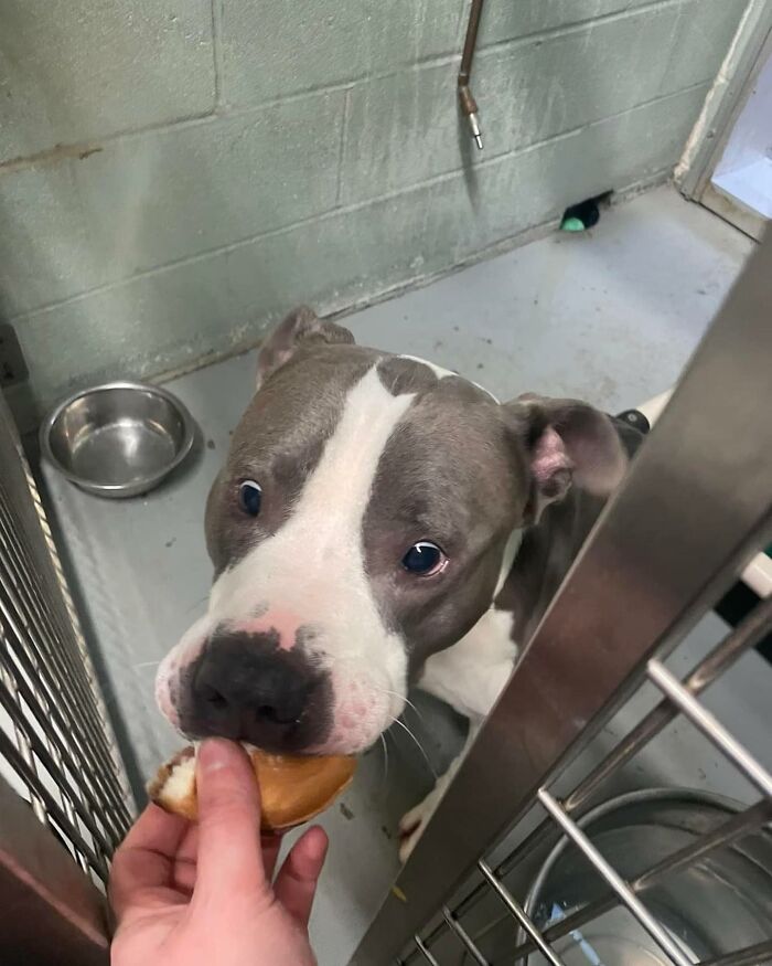 Wait Till You See Shelter Dogs Going Crazy Over Burgers—44 Pics That Melted Our Hearts