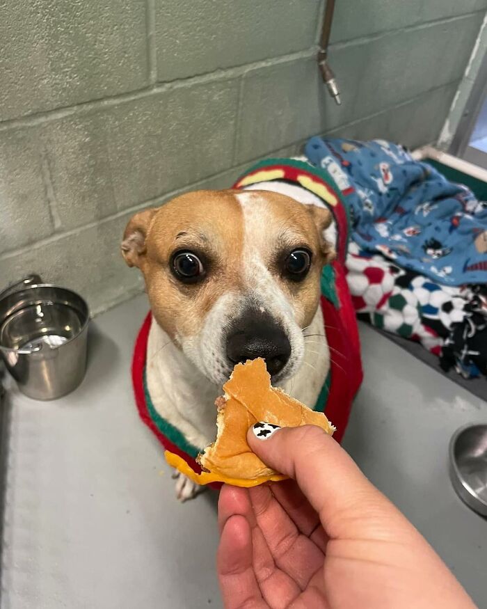 Wait Till You See Shelter Dogs Going Crazy Over Burgers—44 Pics That Melted Our Hearts